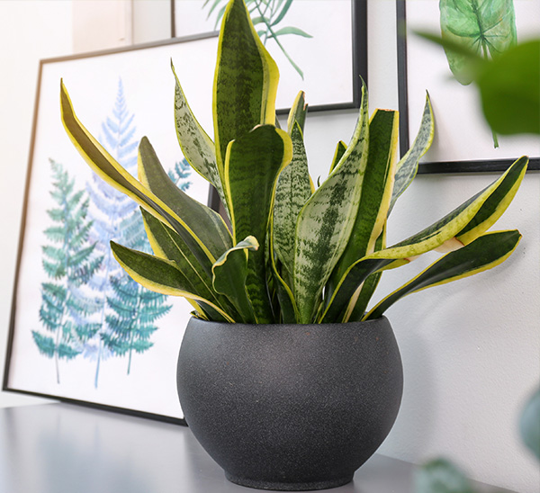 Indoor Plants 