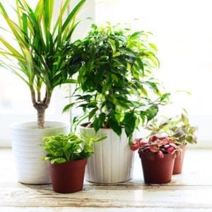 best indoor houseplants
