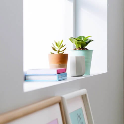 The Best Indoor Plants & How To Take Care of Them