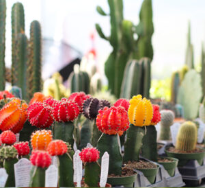 Grafti Cactus Mix