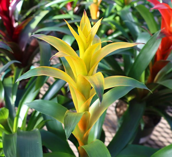 Bromeliad Guzmania 