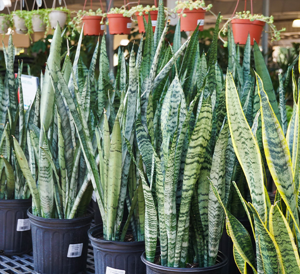 Link to Indoor Plants  product page