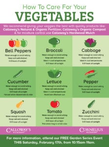 how-to-care-for-veggies