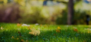 lawn with fall foliage