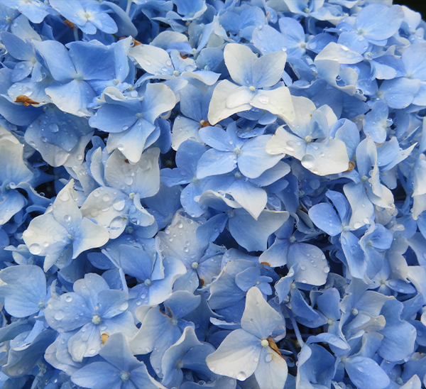 Floral Hydrangeas 