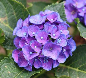 Seaside Serenade® Newport Hydrangea