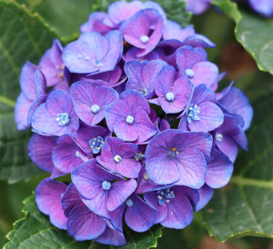 Seaside Serenade® Newport Hydrangea