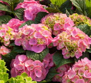 Pink hydrangeas