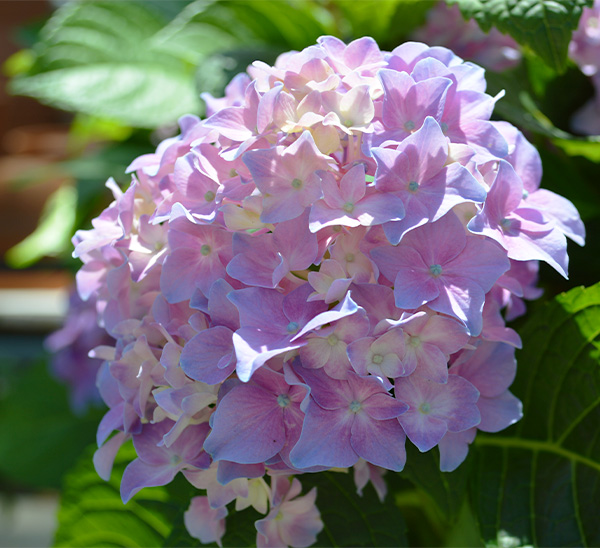 Link to Hydrangeas product page