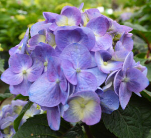 BloomStruck® Hydrangea Blue