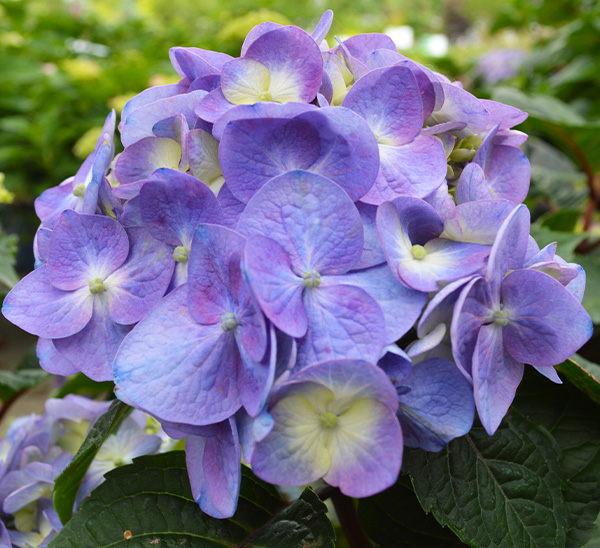 Hydrangeas 