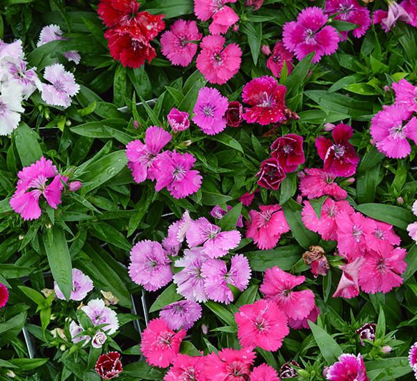 Dianthus