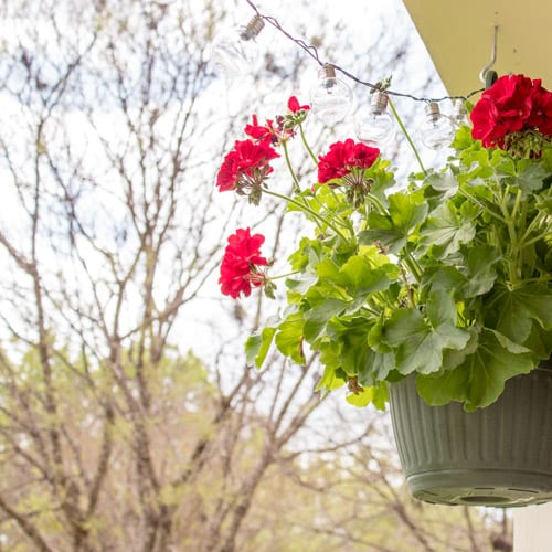 color garden for apartments