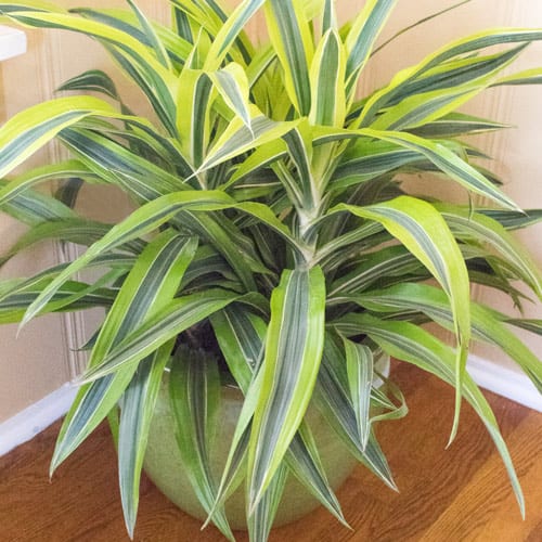 The 10 Best Indoor Plants For Your Home | Calloway's Nursery