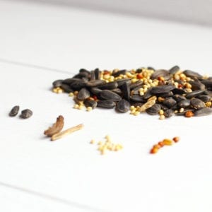 wild bird blend seeds
