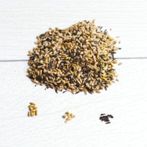 finch bird seed