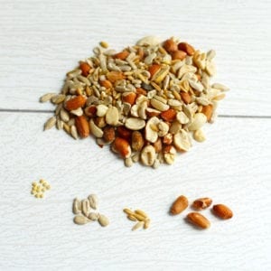 patio blend seeds