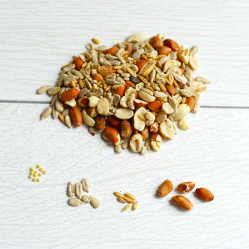 patio blend seeds