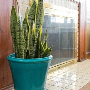 Sansevieria