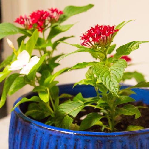 pentas