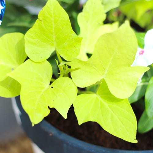 sweet potato vines