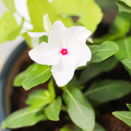 white cora vinca