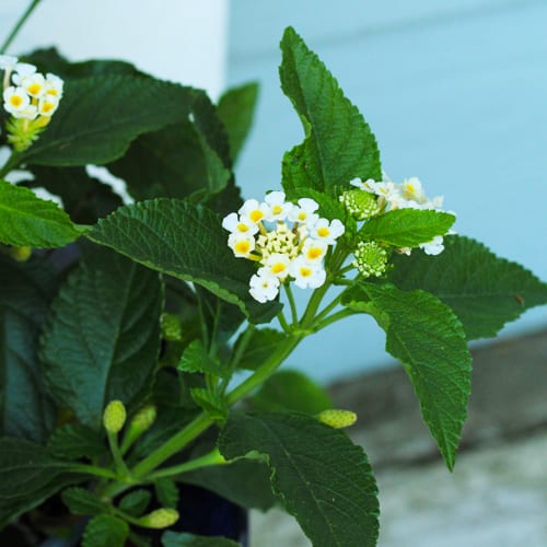 lantana