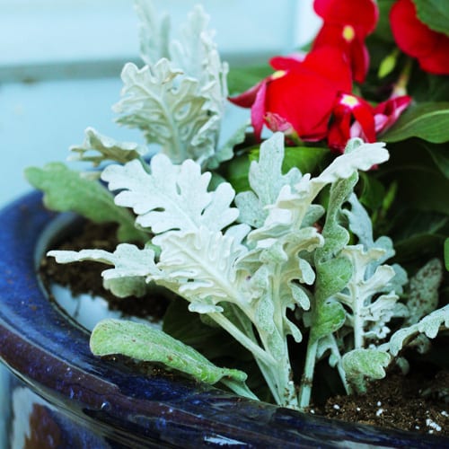 dusty miller