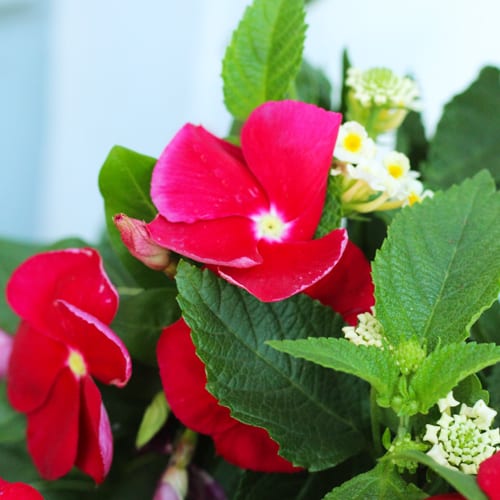 cora vinca plant