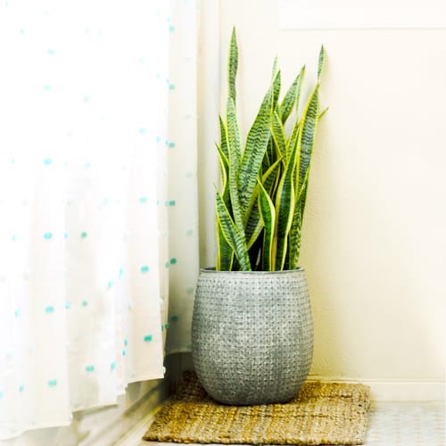 sansevieria