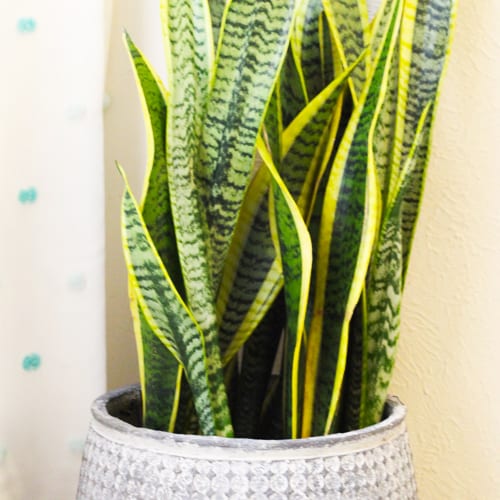 sansevieria plant