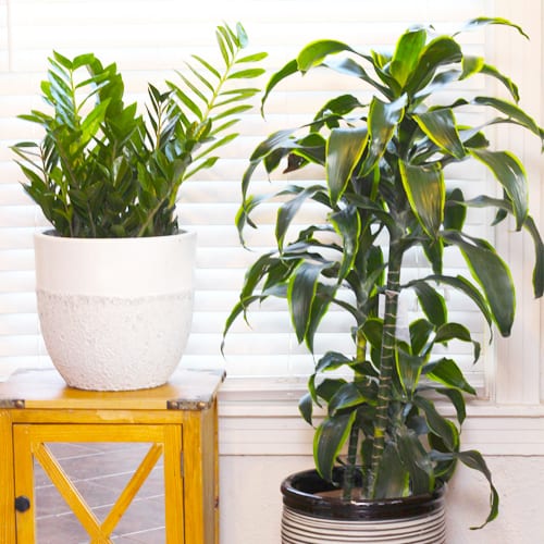 grow plants indoors