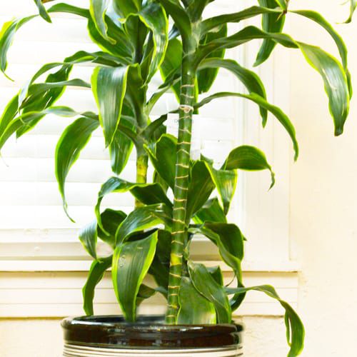 dracaena