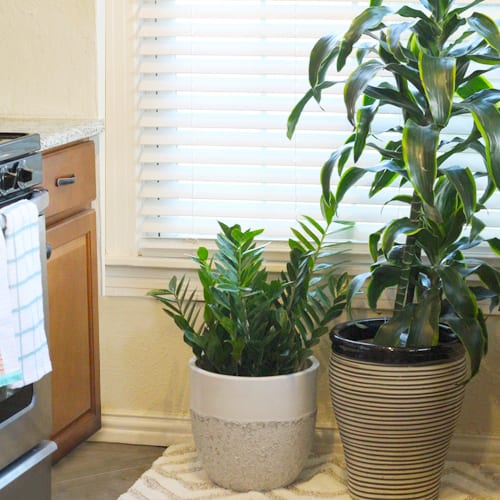 indoor plants in the kitchen