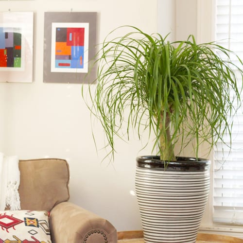 Top 8 Desert Plants To Grow Indoors 