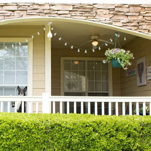 hanging baskets