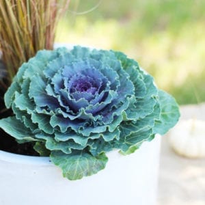 ornamental cabbage