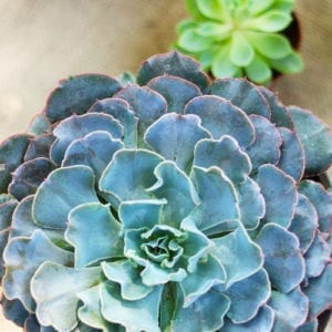 succulents