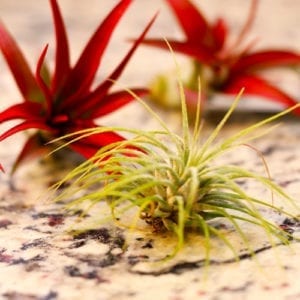 air plants