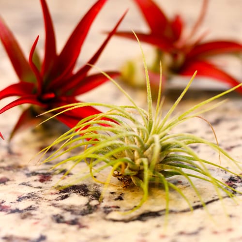 air plants