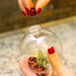christmas ornaments with air plants