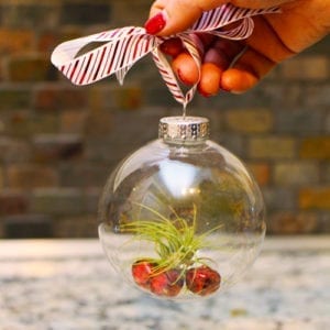 air plant christmas ornament