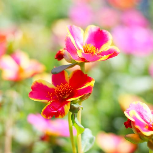 purslane bloom