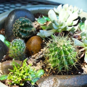 themed container garden