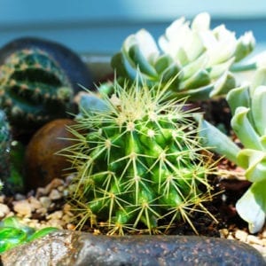 themed container garden
