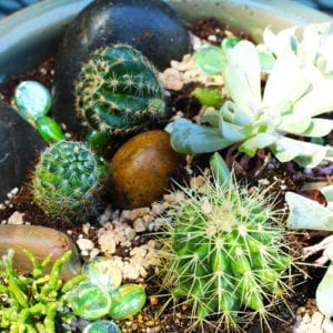 themed container garden