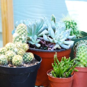 themed container garden