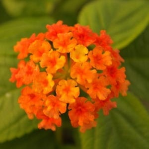 lantana