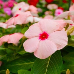 cora vinca