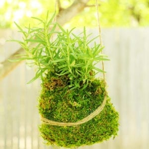 living container